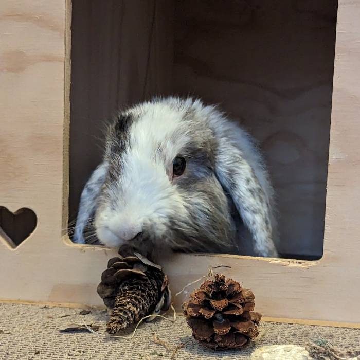 Flynn, a grey and white lop-eared bunny peeking out of a wooden hideout with pinecones nearby