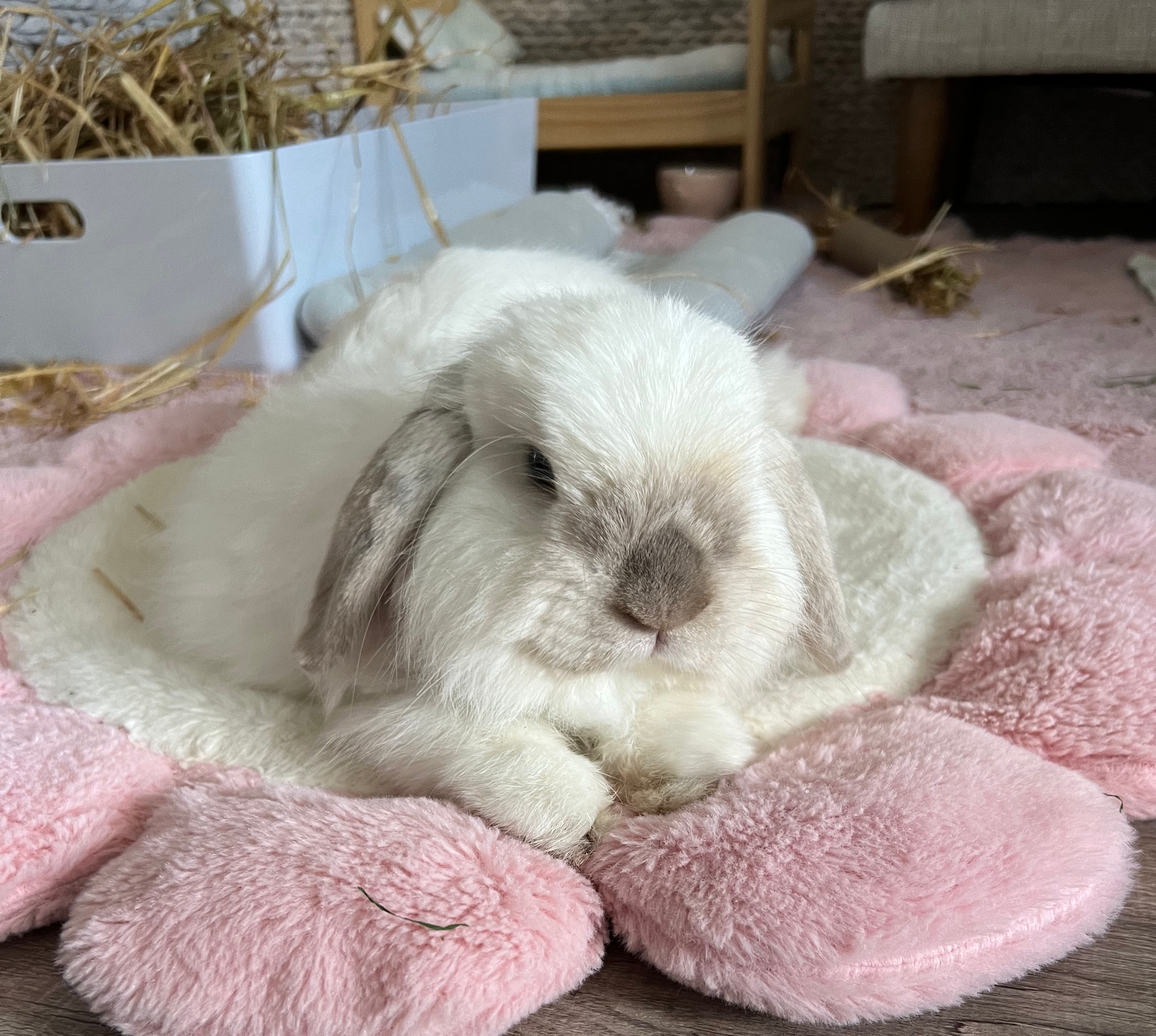 maple laying on her cozy flower bed