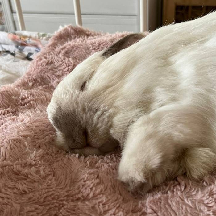 Maple, a cream-colored lop-eared bunny lying on a pink fluffy blanket